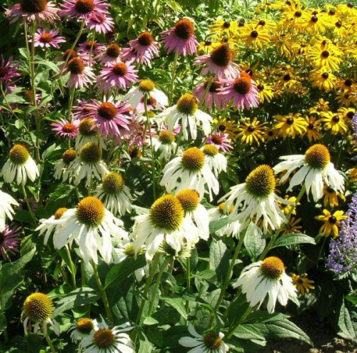 Jeżówka (Echinacea)