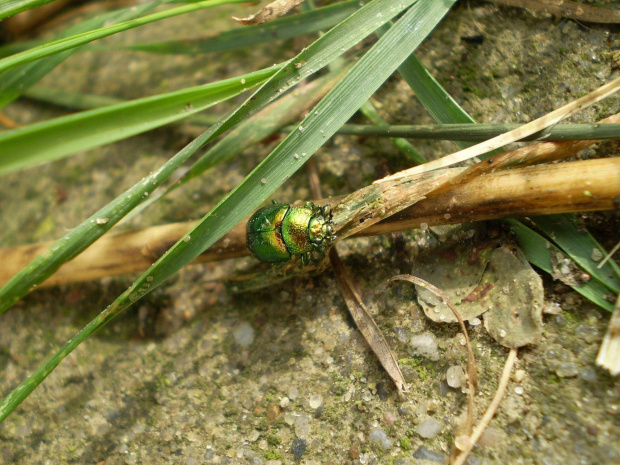 2a. Chrysolina graminis ? Data : 11.08.2007. Miejsce : podwórko :) Miejscowość : Piaski Wielkopolskie .