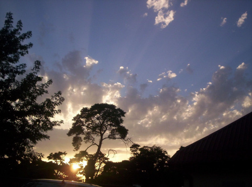 drzewo na tle zachodzącego słońca #rośliny #drzewo #niebo #słońce #chmury