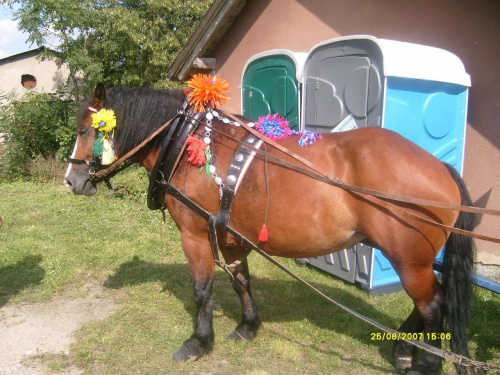 jeszcze raz Berta #konie #zwierzęta #przyroda
