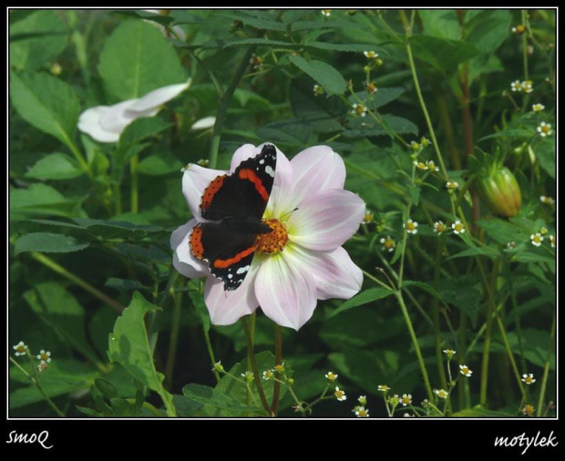 #makro #natura #owady #zwierzęta