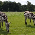 wycieczka do zoo fota cork