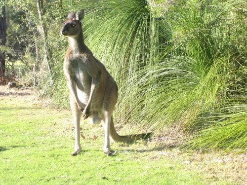 kangurek :)