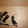 #szczury #szczurki #szczurasy #ogonki #rat #rats