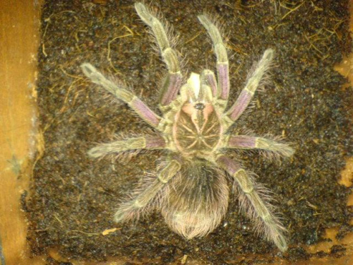 Pamphobeteus nigricolor L9