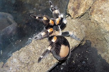 Niedługo wylinka, aż się błyszczy. #ptasznik #pająk #smithi