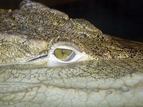 Kto ulegnie urokowi takich oczu? #krokodyl #oko