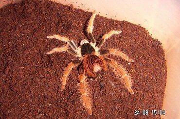 Megaphobema robustum L8 i Nhandu coloratovillosus L9 #ptaszniki #pająki #nhandu #megaphobema #pajęczaki