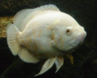 albinotyczna ryba #ryby