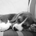 śpię i śnię.... #pies #beagle #szczeniak #szczeniaczek #Tupuś