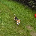 wiatr w....uszach ;) #beagle #szczeniak #pies #psy