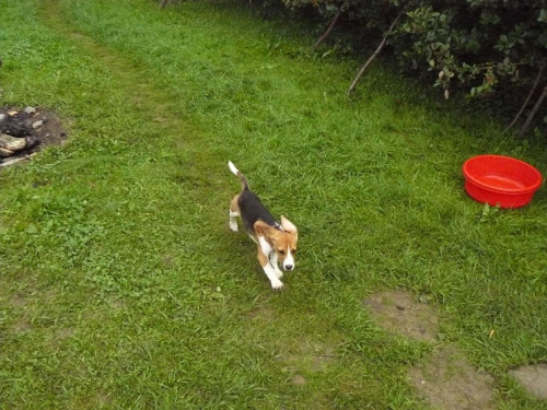 wiatr w....uszach ;) #beagle #szczeniak #pies #psy
