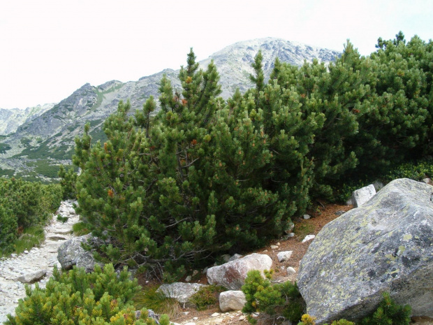 na Tatrzańskiej Magistrali - w tyle Sławkowski Szczyt #Tatry #góry