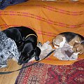 Tuepk i Carlos.....
słodki sen #beagle #szczeniak #pies #psy