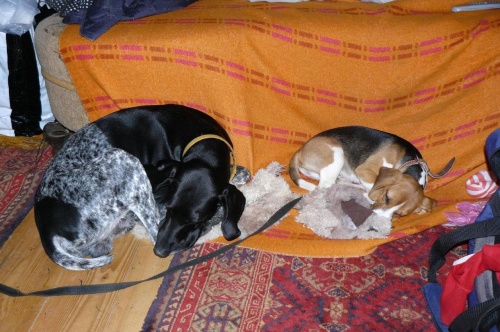 Tuepk i Carlos.....
słodki sen #beagle #szczeniak #pies #psy