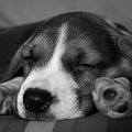 śpię sobie #pies #beagle #szczeniak #szczeniaczek #Tupuś