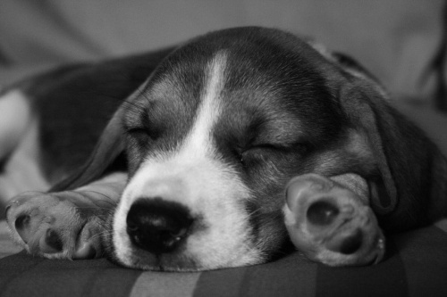 śpię sobie #pies #beagle #szczeniak #szczeniaczek #Tupuś
