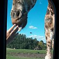 Safari Park #przyroda #zwierzęta
