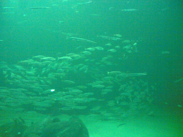 Miasto HIRTSHALS w Danii - oceanarium