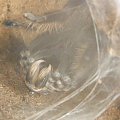 B.Albopilosum L12 Świerzutki samczyk