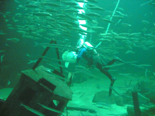 Miasto HIRTSHALS w Danii - oceanarium