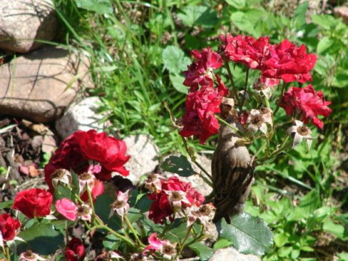#natura #wróbel #róża #rośliny #zwierzęta