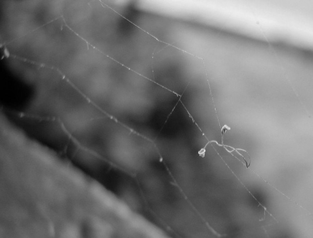 paproszek na pajęczynce #pajęczyna #makro