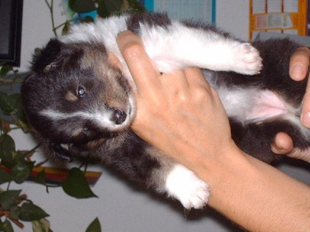 BLACK DIAMOND 4 TYGODNIE #sheltie