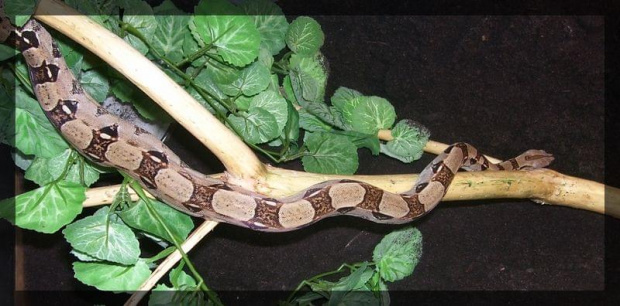 B. constrictor