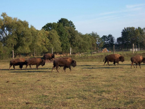 Safari z bizonami #POLSKAEGZOTYCZNA