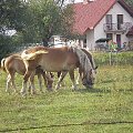 konie w okolicach kanału markowskiego. #zwierzęta