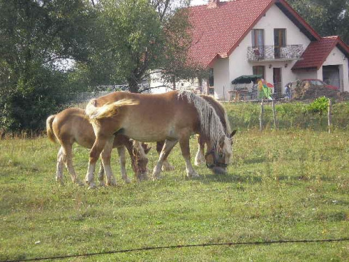 konie w okolicach kanału markowskiego. #zwierzęta