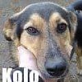 Bezdomny Kolo szuka domu #Kolo