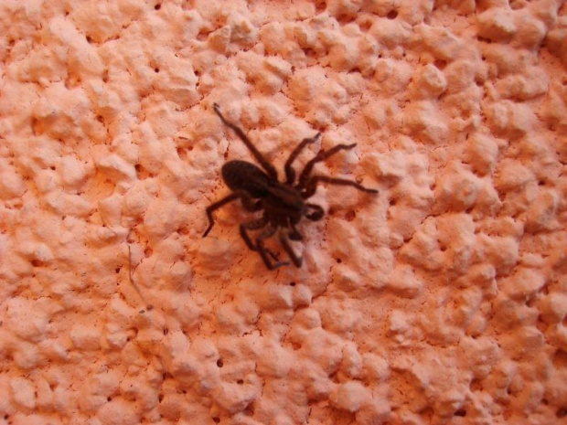 Pająk na ścianie :) #natura #przyroda #pająki #pająk
