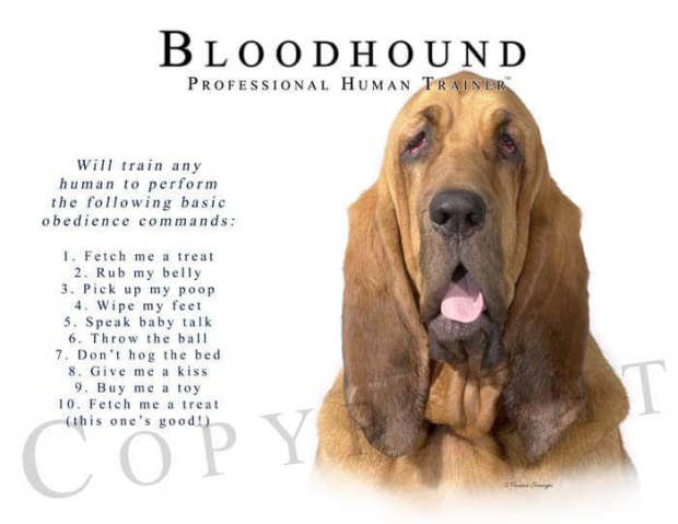 funny bloodhound