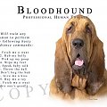 funny bloodhound