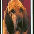 funny bloodhound