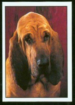 funny bloodhound