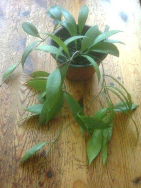Hoya halophila (halophylla)