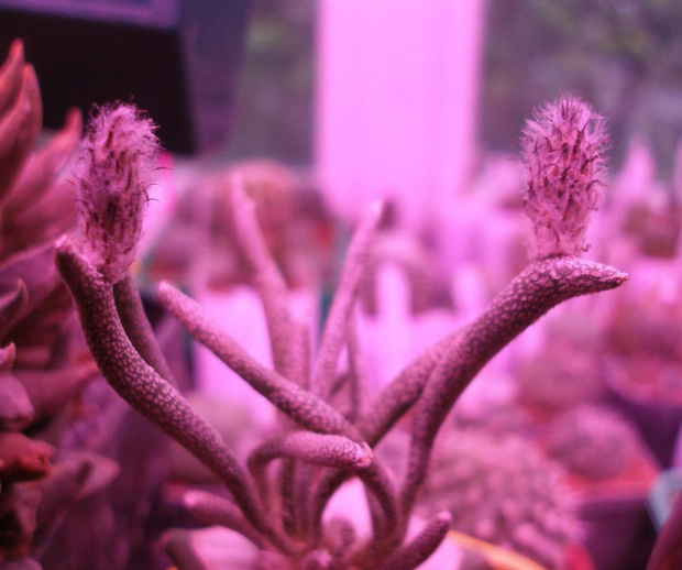 astrophytum caput-medusae 002 #kaktus #kwiat #meksyk #astrophytum #CaputMedusae