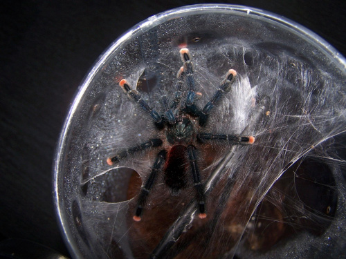 Avicularia avicularia L9