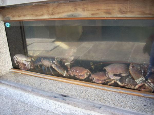 Santiago de Compostela - akwarium w restauracji