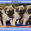 mops http://stellanova.waw.pl