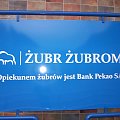 żubr żubrom #tablica