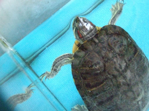 Żółw Alfred #żółw #gady #alfred