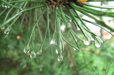 #słońce #rosa #krople #pajeczyna #liście #jesień #drzewa #kwiaty