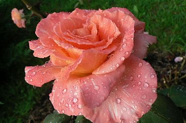 #słońce #rosa #krople #pajeczyna #liście #jesień #drzewa #kwiaty