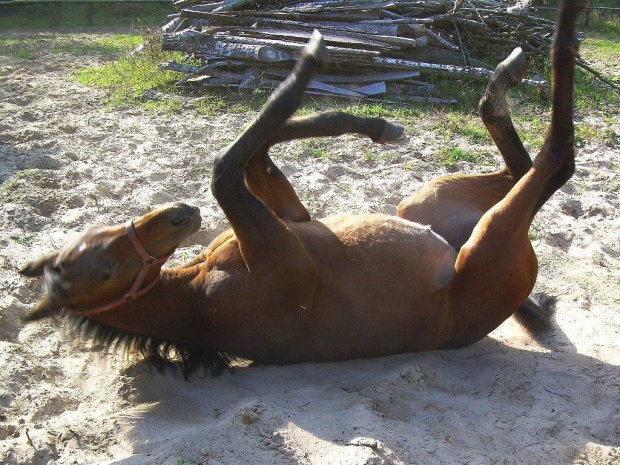 kto mnie podrapie po pleckach... :) #Karmi #konie #koń #źrebak #źrebię