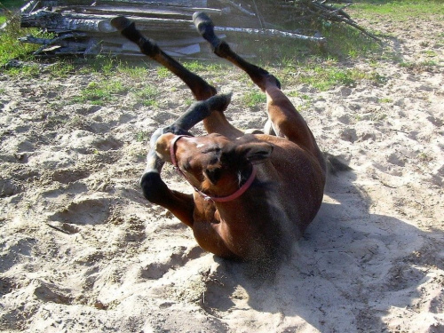 kto mnie podrapie po pleckach... :) #Karmi #konie #koń #źrebak #źrebię