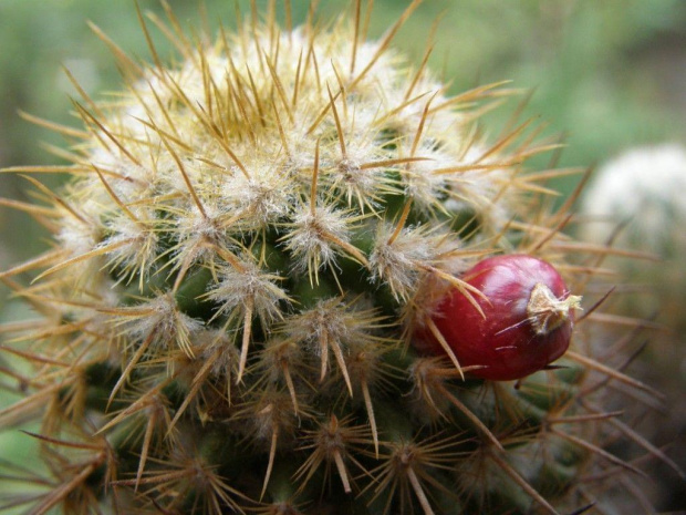 Owoc mammilarii ...? #kaktusy